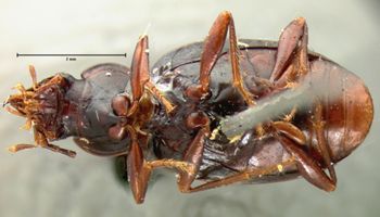 Media type: image;   Entomology 5561 Aspect: habitus ventral view